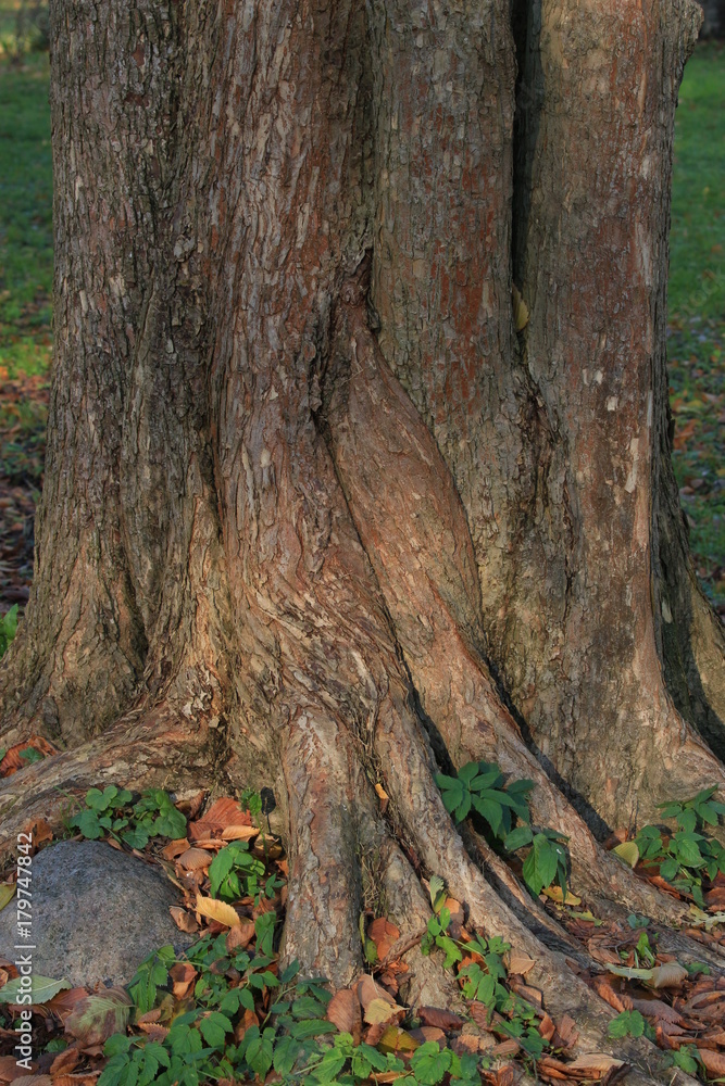 Obraz premium tree trunk