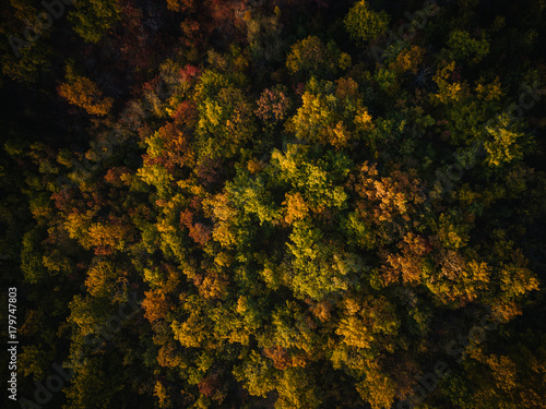 Aerial view of colorful forest trees in autumn