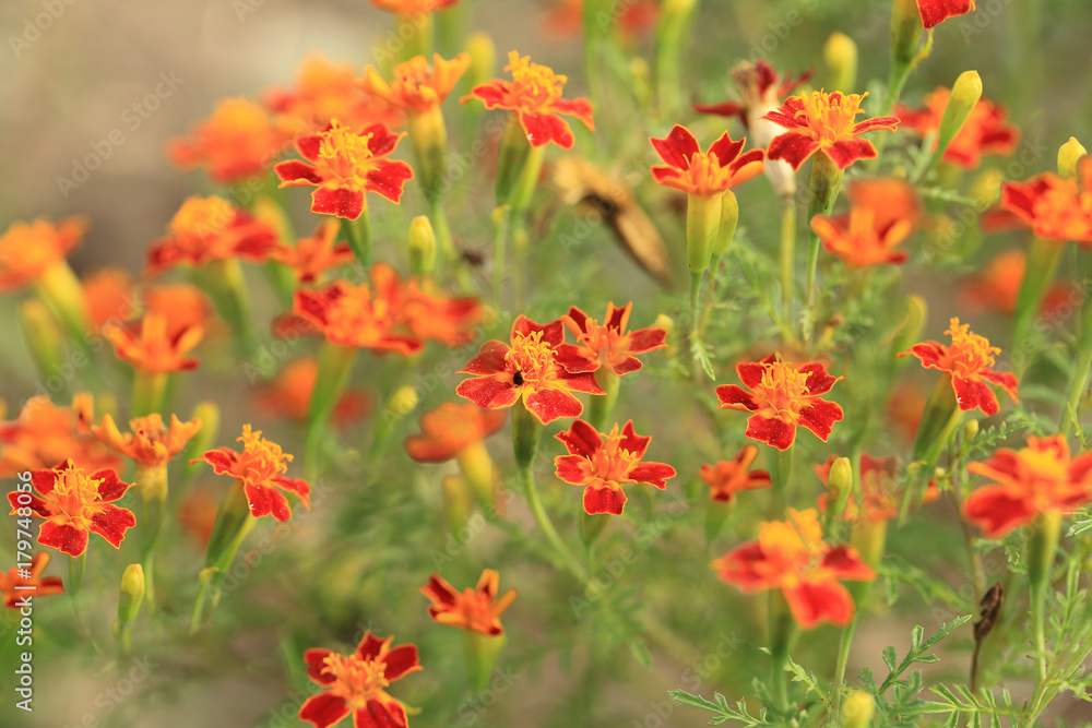 Large flower bed of small calendula flowers ... Large flower bed of small calendula flowers ...