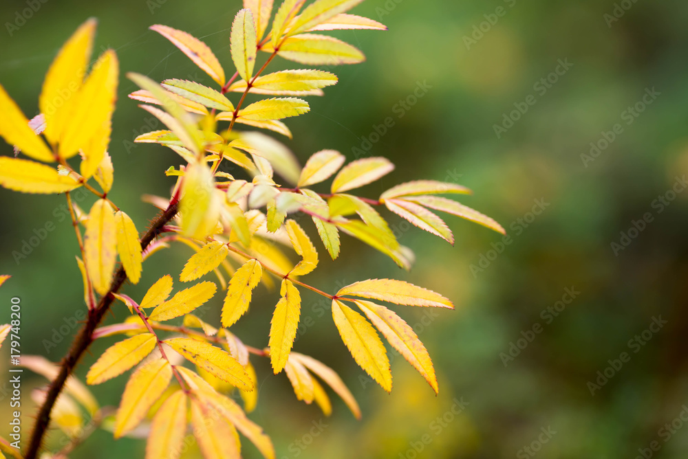 fall yellow leaves on twig closeup selective focus fall yellow leaves on twig closeup selective focus