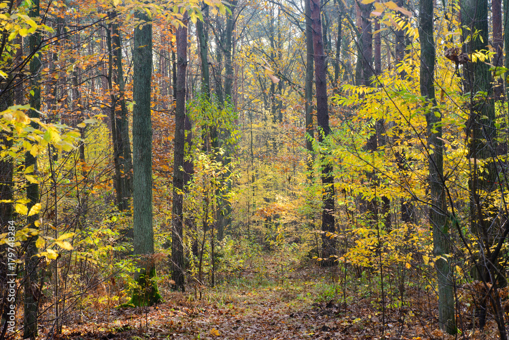 Fototapeta premium fall forest on sunny day