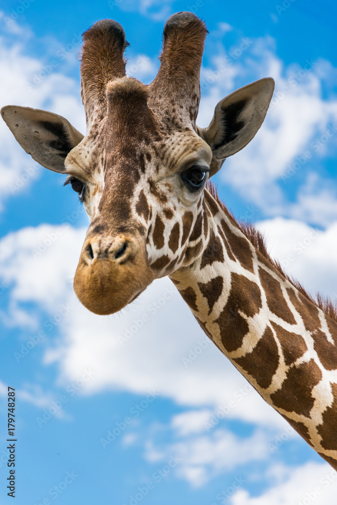 Naklejka premium Giraffe portrait