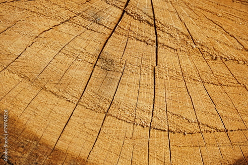 Cut tree cracked rings closeup in sunny day.