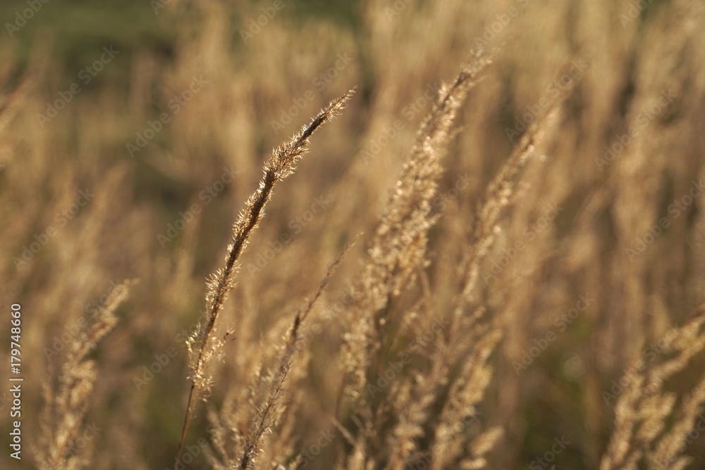 Background With Dry Yellow Grass Background With Dry Yellow Grass