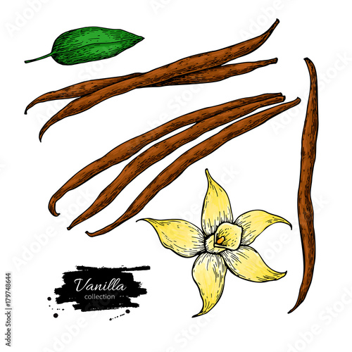 Vanilla flower and bean stick vector drawing set. Hand drawn sketch food illustration