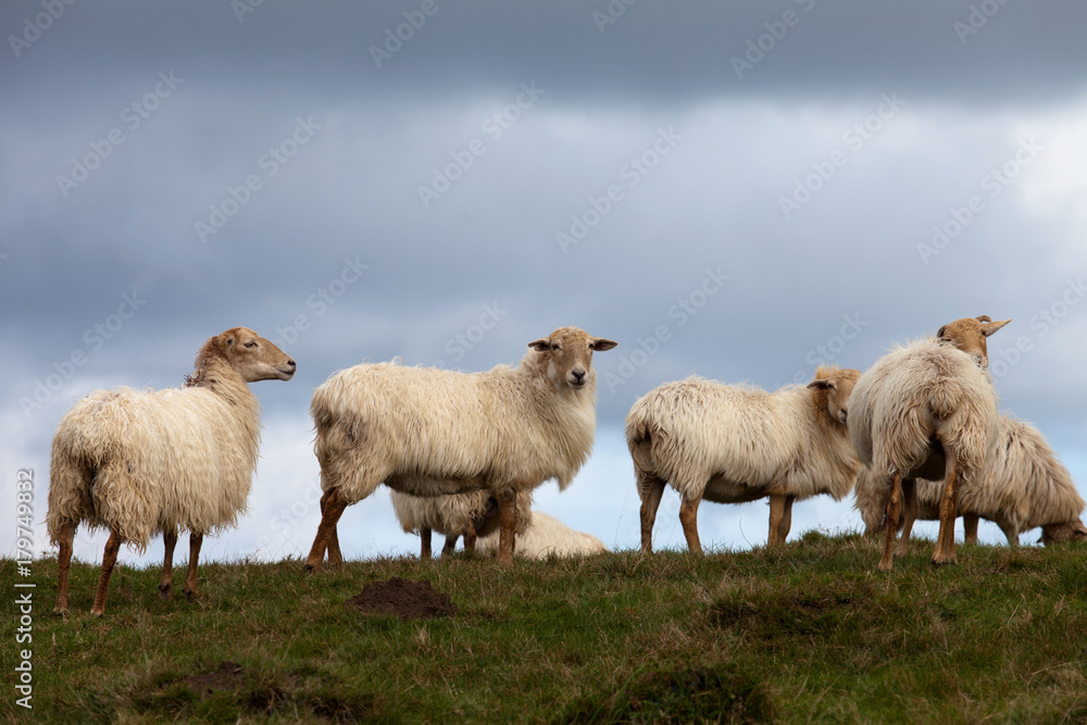 Fototapeta premium Sheep in the bush