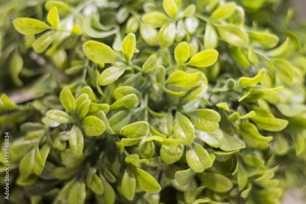 Obraz premium green leaf background