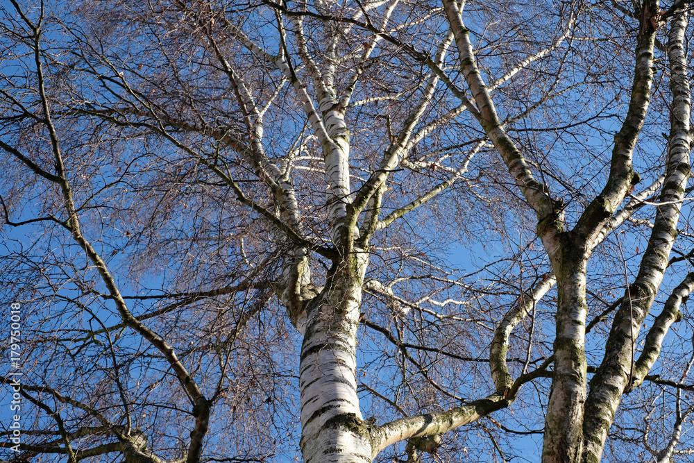 Fototapeta premium Silver birch trees photographed on a sunny autumn day