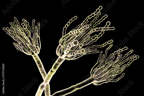 Fungi Penicillium which cause food spoilage and are used for production of the first antibiotic penicillin. 3D illustration showing spores conidia and conidiophore photo