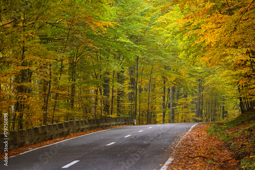 Road in the autumnal forest