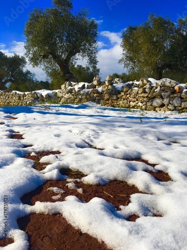 salento ulivi neve  photo