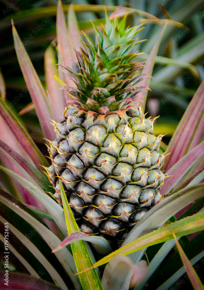 Pineapple fruit in farm, Sriracha, Chonburi, Thailand Pineapple fruit in farm, Sriracha, Chonburi, Thailand