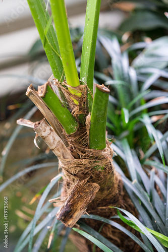 palm trunk from howea forsteriana arecaceae kentiapalm from the lord-howe-islands