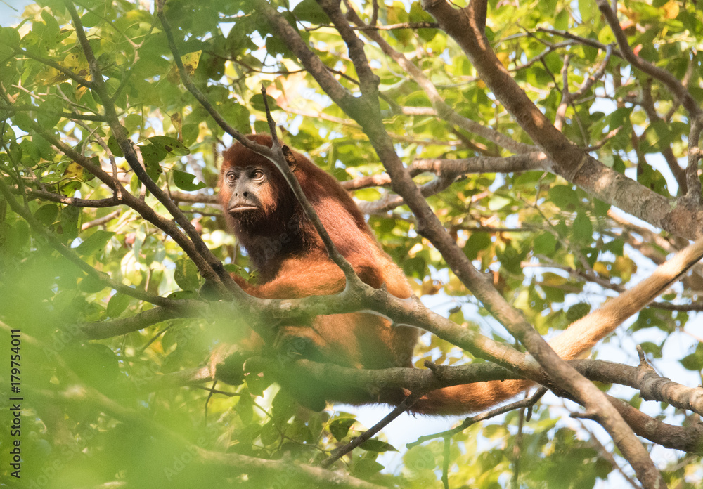 Fototapeta premium Howler Monkey in Tree