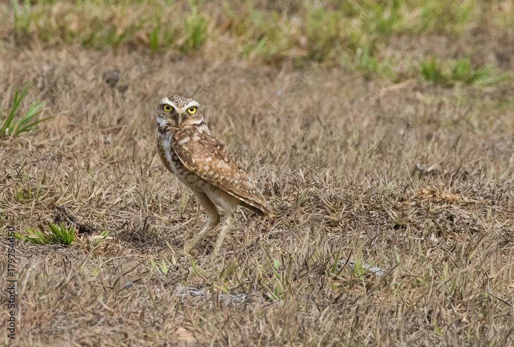 Burrowing Owl Burrowing Owl