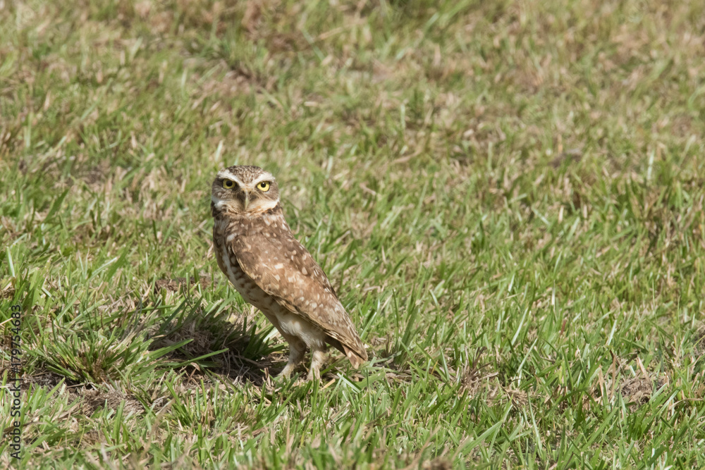 Burrowing Owl Burrowing Owl