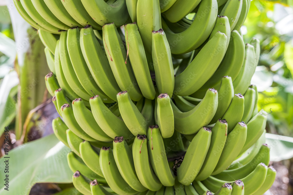 Grüne Bananen an einer Bananenstaude 