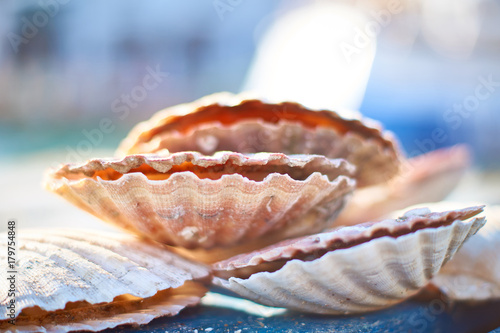 Closed up shells in shallow depth of field. Blue background.