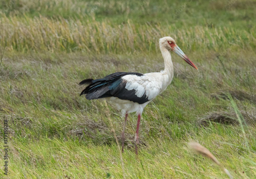 Fototapeta premium Stork in Grass