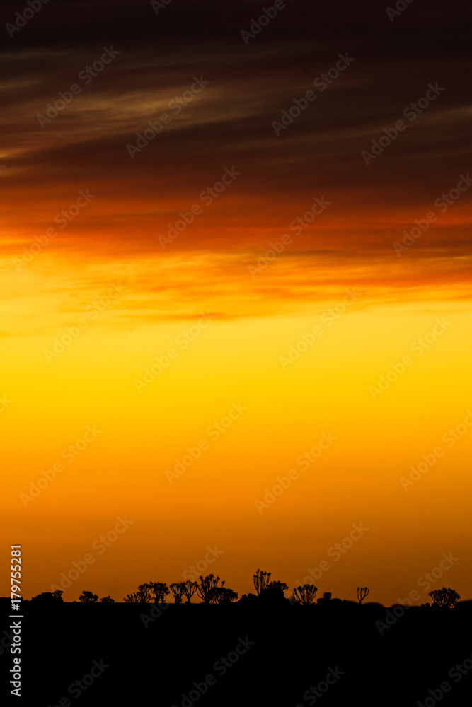 Sunset and tree silhouettes