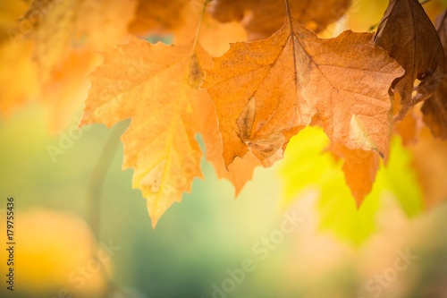 Autumnal leaves in blurred background  brown foliage  sunlight
