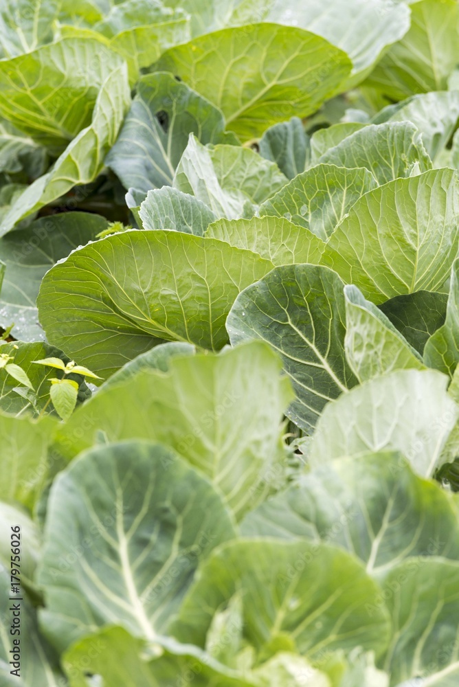 cabbage vegetable in garden cabbage vegetable in garden
