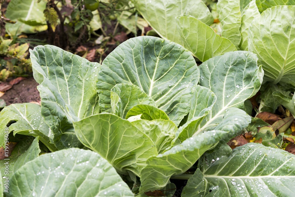 cabbage vegetable in garden