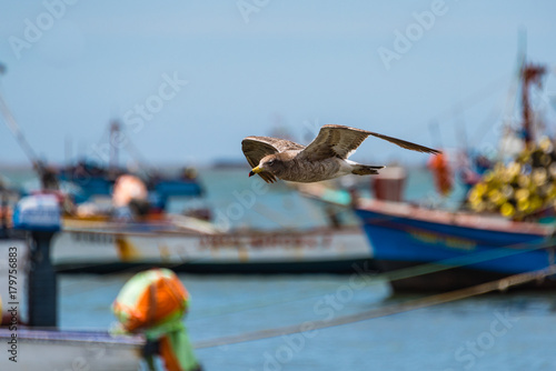 Gull in flight passing fishing boats, Paracas, Peru.