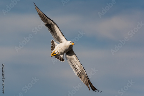 Seagull in flight.