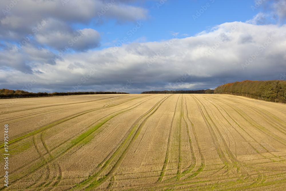 patterned wheat field