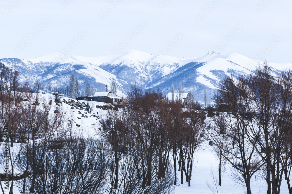 snowy forest and mountain