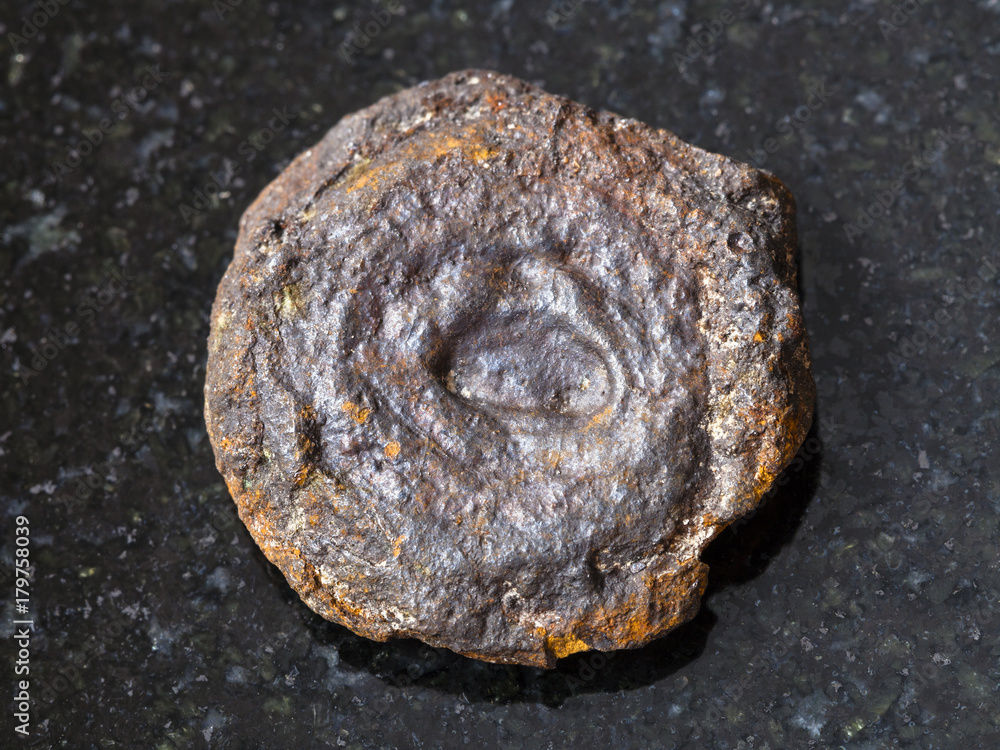 Fototapeta premium rough lake iron ore coin type (limonite) on dark