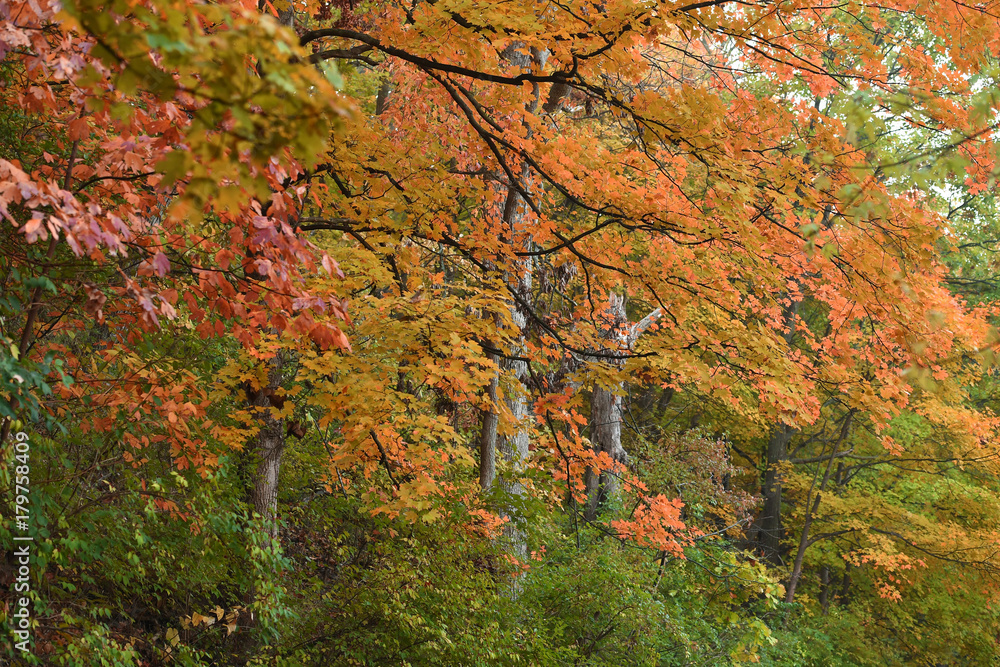 Forest Trees During Autumn Forest Trees During Autumn
