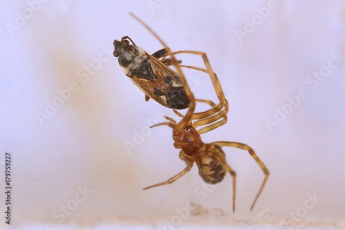 Spider and prey © Gudellaphoto