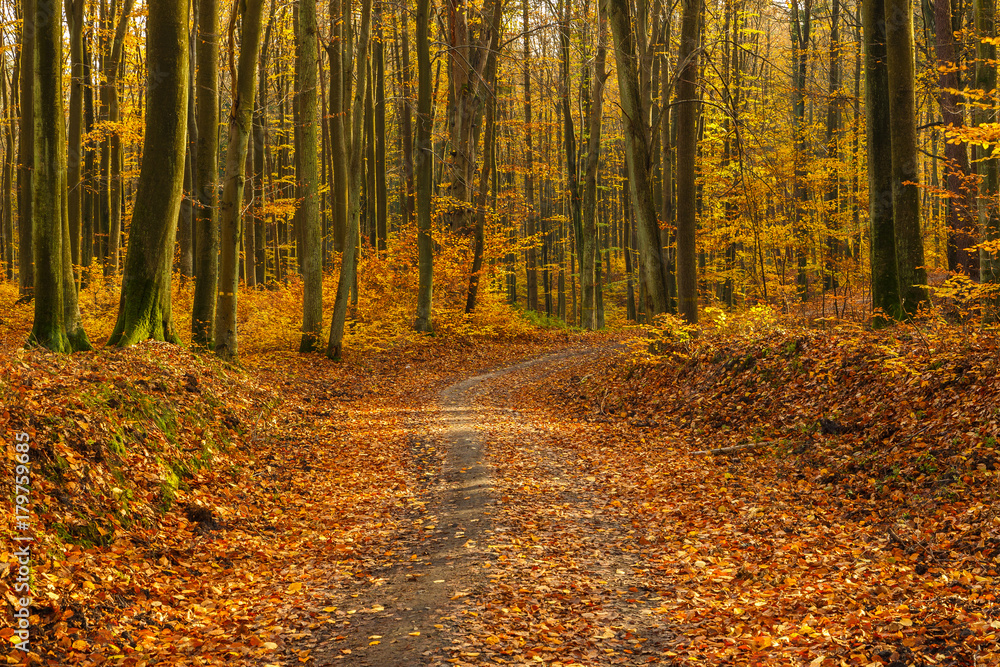 Obraz premium Forest paths in autumn colors in the Tricity Landscape Park, Gdansk, Poland