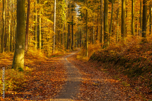 Fototapeta Naklejka Na Ścianę i Meble -  Forest paths in autumn colors in the Tricity Landscape Park, Gdansk, Poland