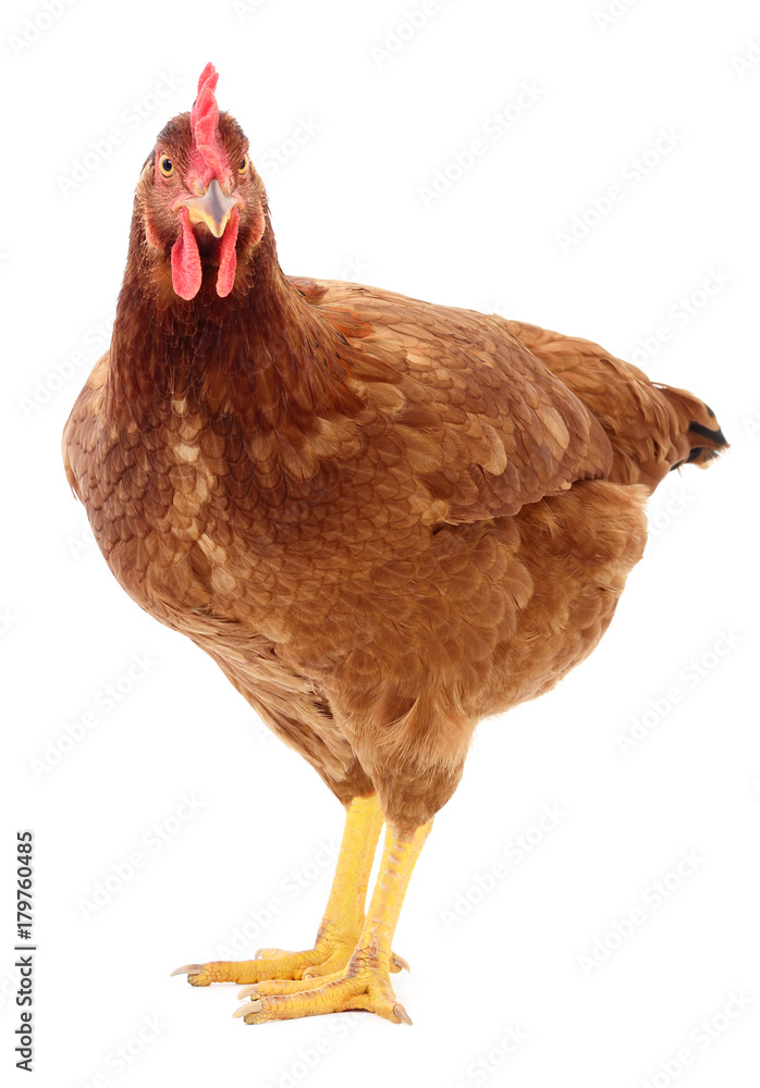 Fototapeta premium Brown hen isolated.