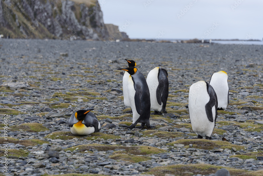 Obraz premium King penguins on South Georgia island