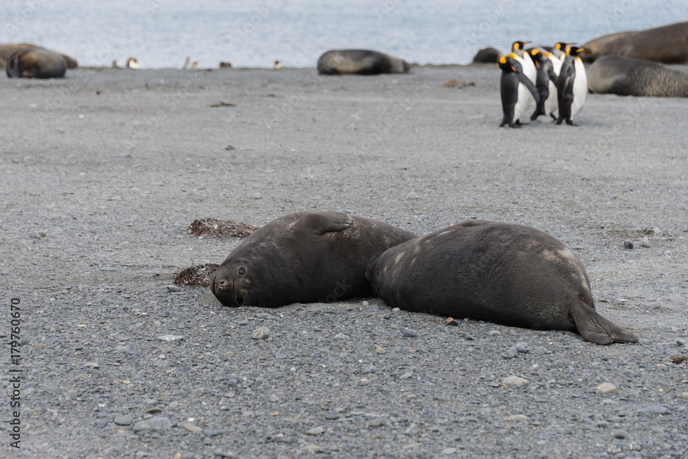 Fototapeta premium Sea elephant
