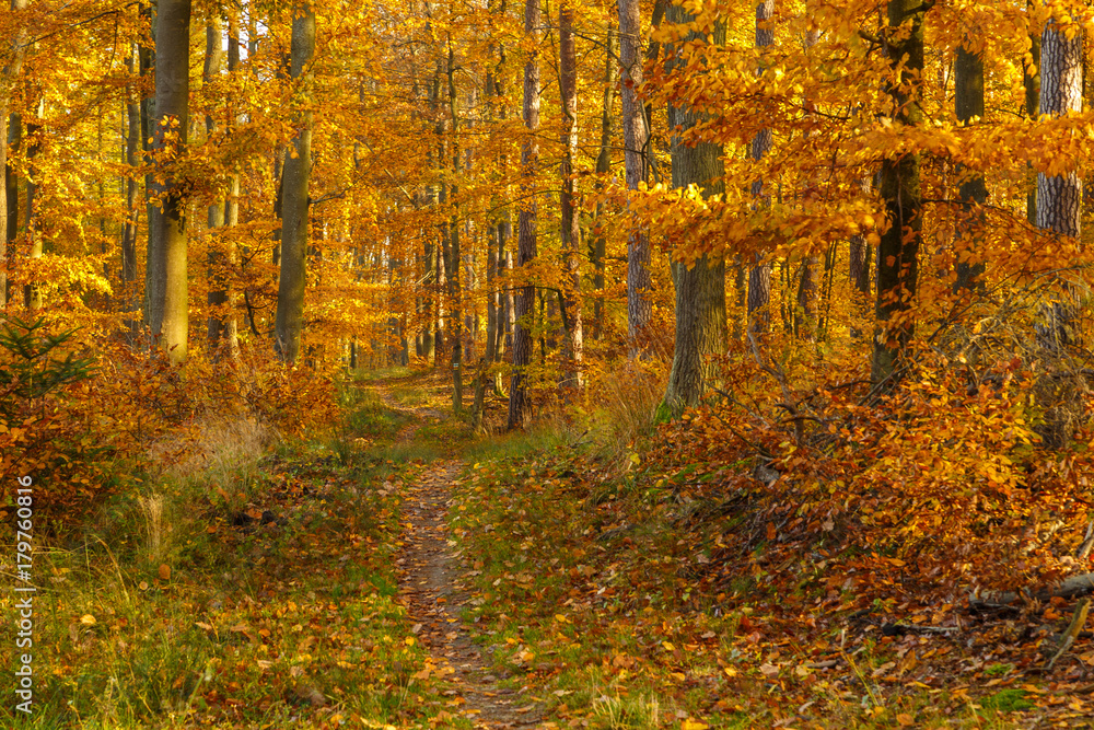 Fototapeta premium Forest paths in autumn colors in the Tricity Landscape Park, Gdansk, Poland