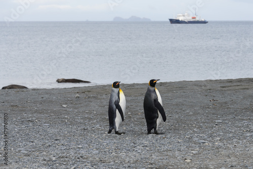 South Georgia landscape with king penguins