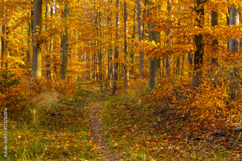 Forest paths in autumn colors in the Tricity Landscape Park, Gdansk, Poland