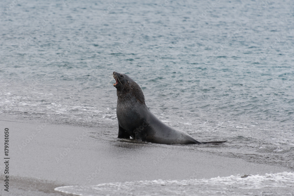 Obraz premium Fur seal