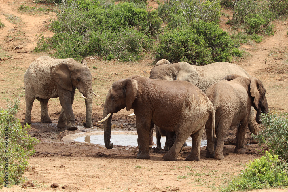 African elephants in the Addo Elephant National Park near Port Elizabeth, South Africa.