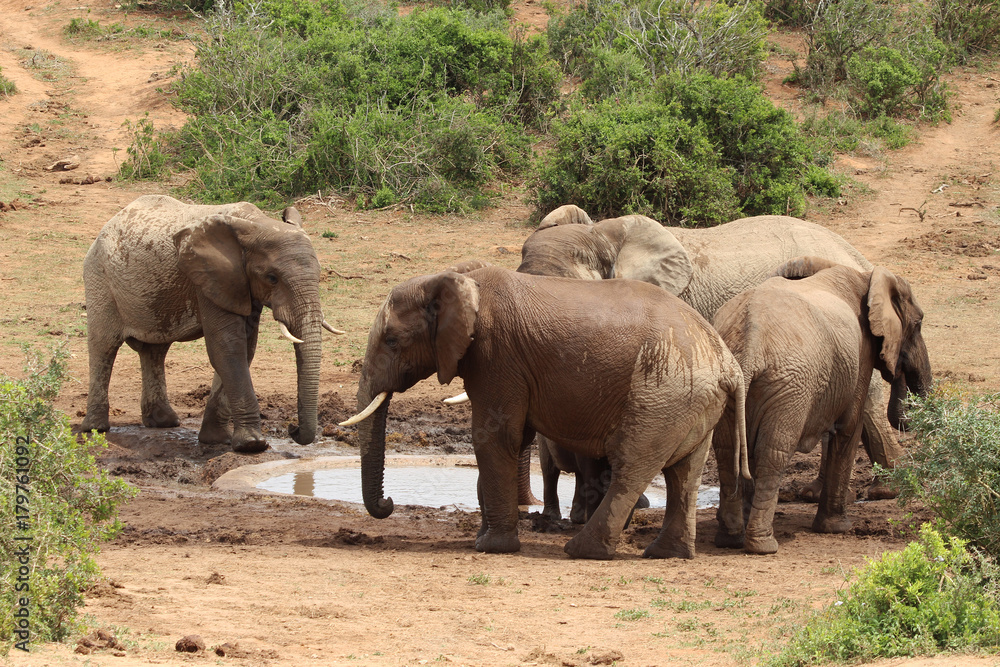 African elephants in the Addo Elephant National Park near Port Elizabeth, South Africa. African elephants in the Addo Elephant National Park near Port Elizabeth, South Africa.