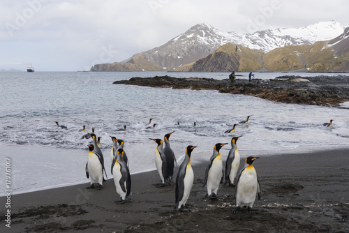 South Georgia landscape with king penguins