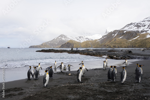 South Georgia landscape with king penguins