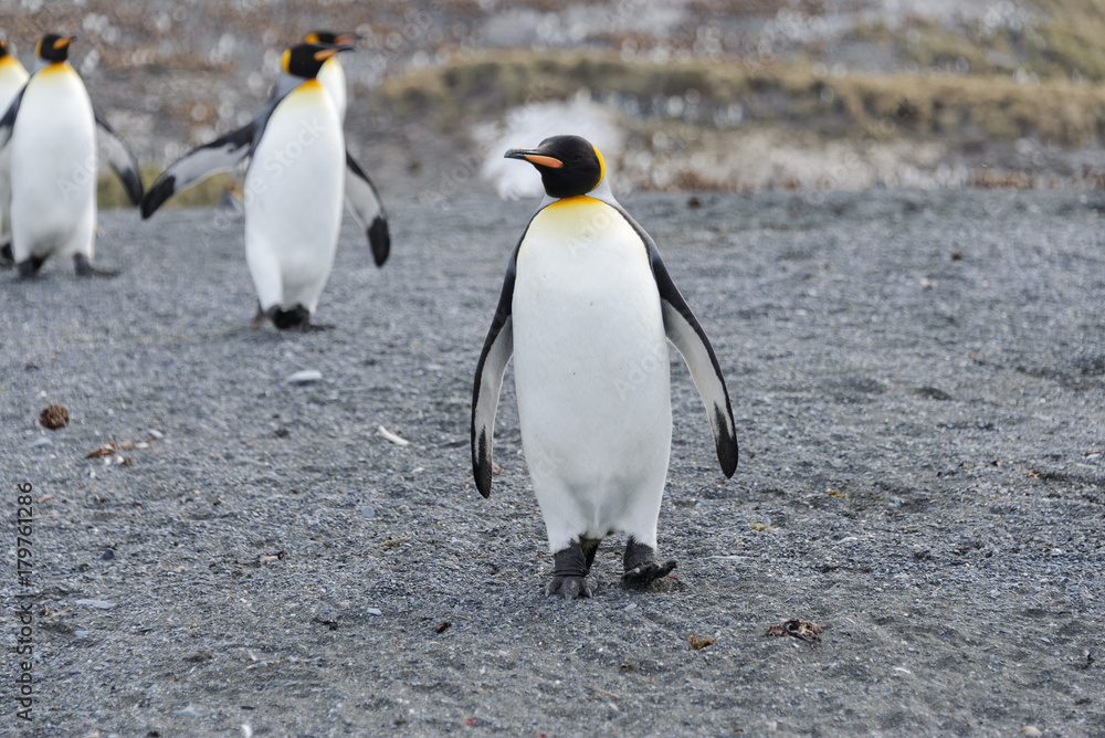 Obraz premium King penguins on South Georgia island