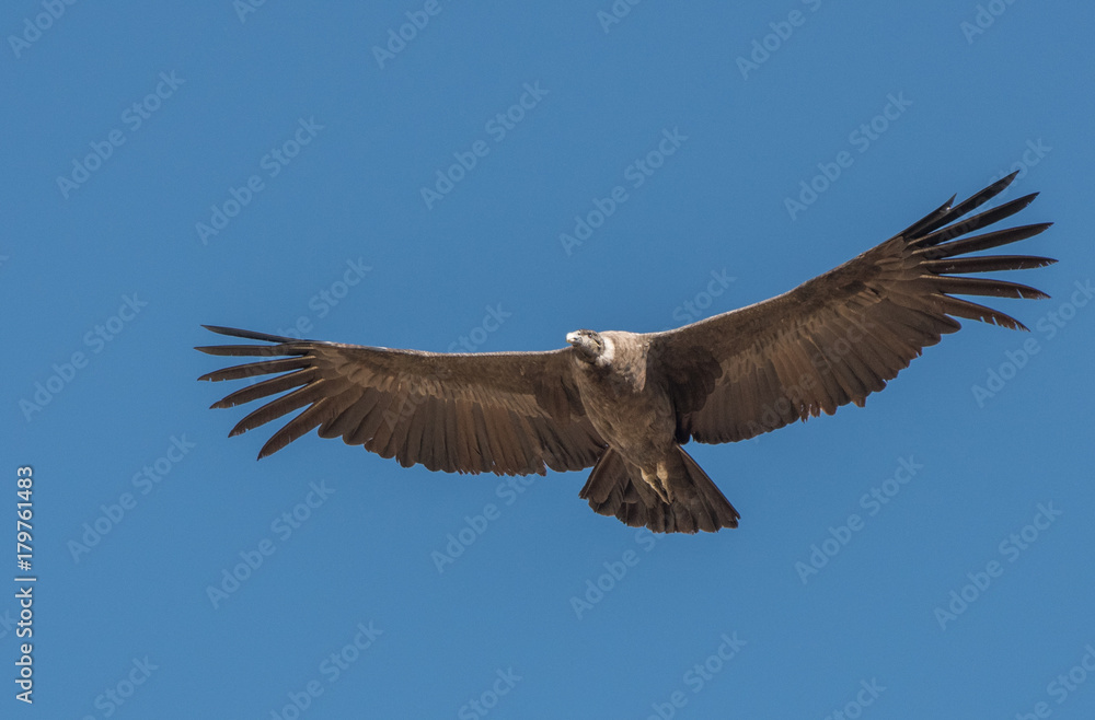 Obraz premium Andean Condor in Flight