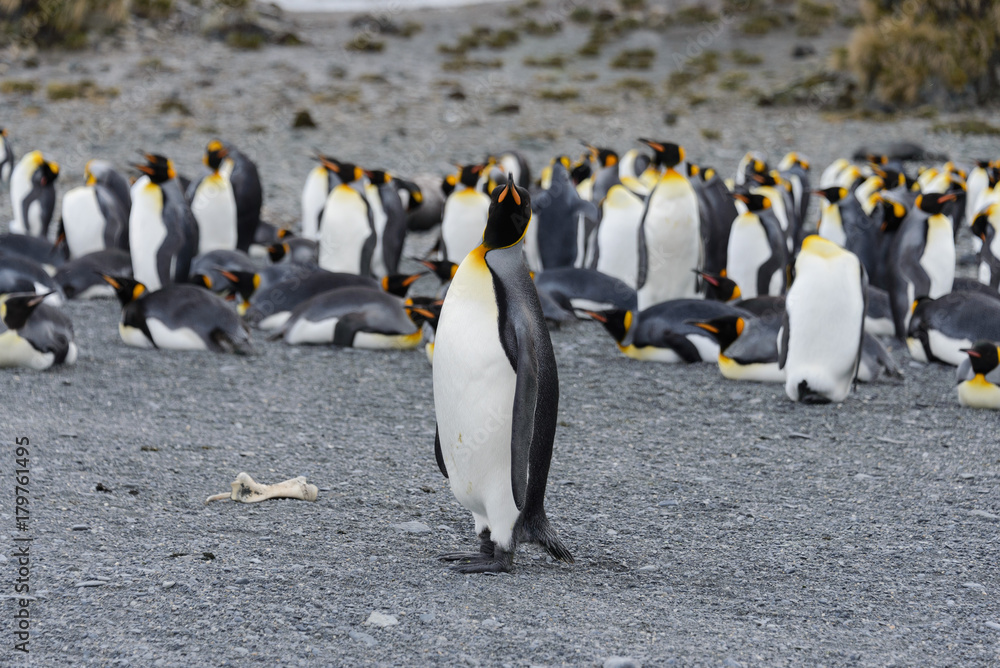 Fototapeta premium king penguins on South Georgia island